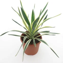 Yucca Gloriosa Variegata - Totale Hoogte 60-70 Cm - Pot Ø 26 Cm