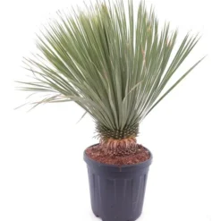 Yucca Rostrata - Stam 20-30 Cm - Totale Hoogte 80-100 Cm - Pot Ø 35 Cm [pallet]