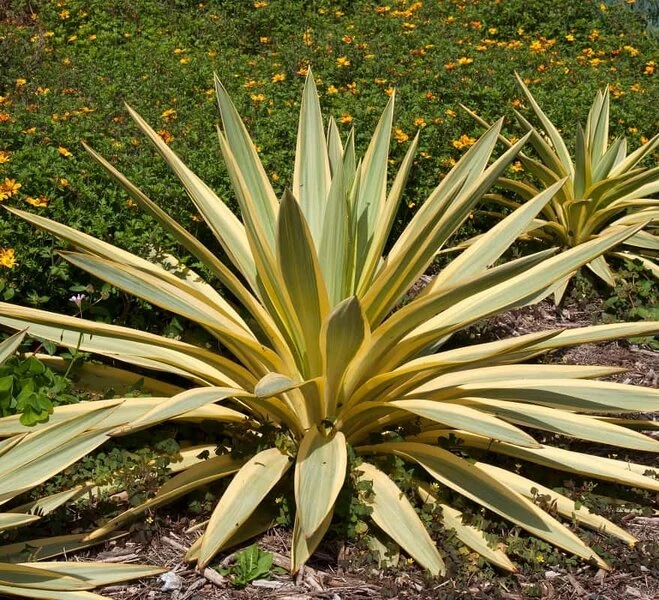 Tuin Gloed Verkoop -Tuin Gloed Verkoop 1